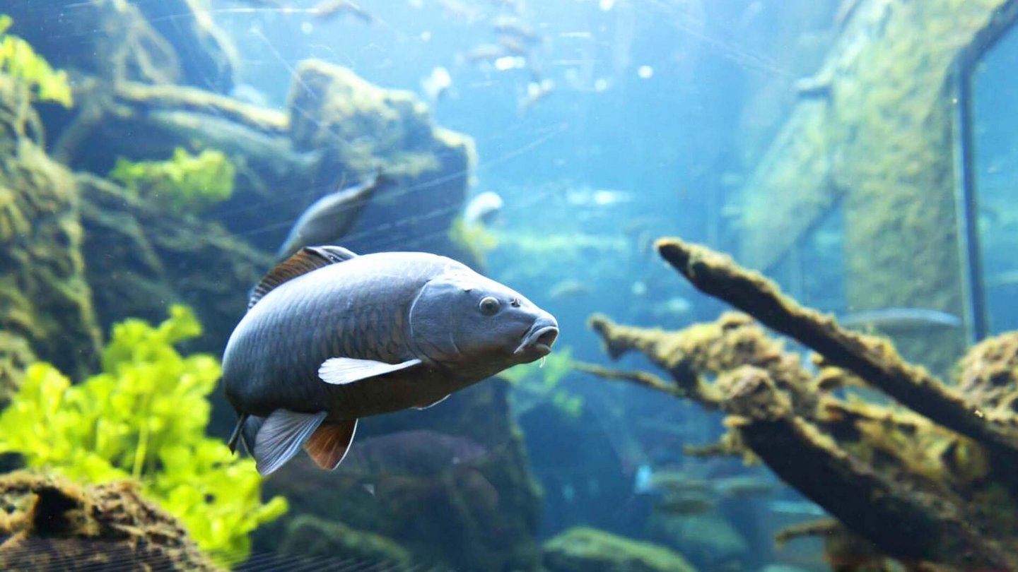 Im Aquarium des AquaPrad Besucherzentrum schwimmt ein Fisch neben umgefallenen Baumstämmen, umgeben von klarem Wasser und grünen Wasserpflanzen.